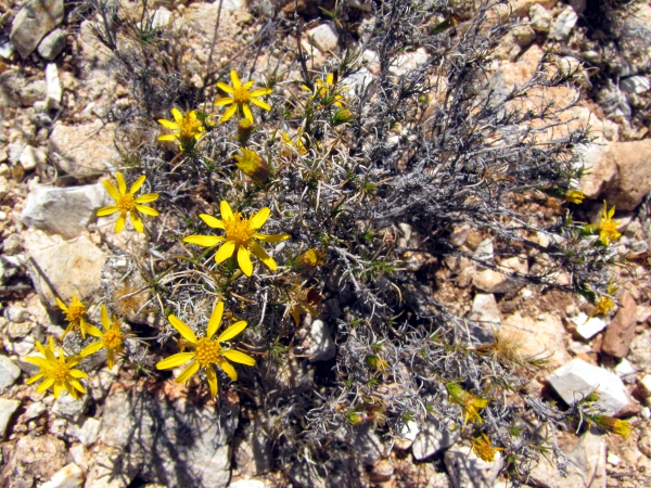 Yellow Daisy2.jpg