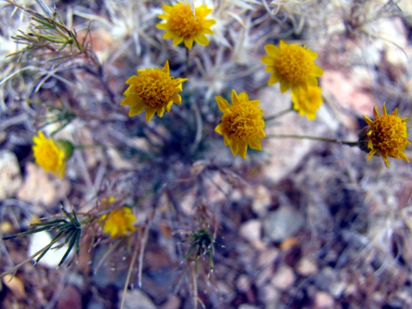 Yellow Daisy3.jpg