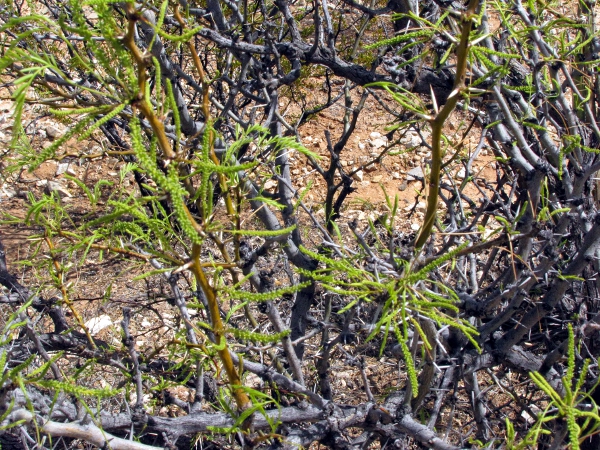 Acacia or Mesquite.jpg