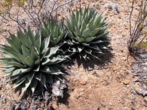 Agave neomexicana1.jpg