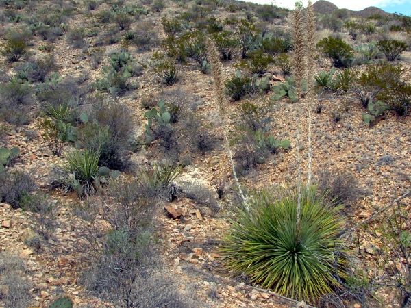 Sotol or Beargrass1.jpg