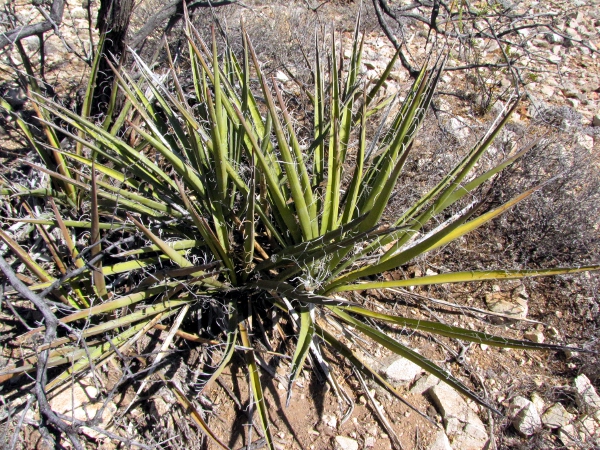 Banana Yucca1.jpg