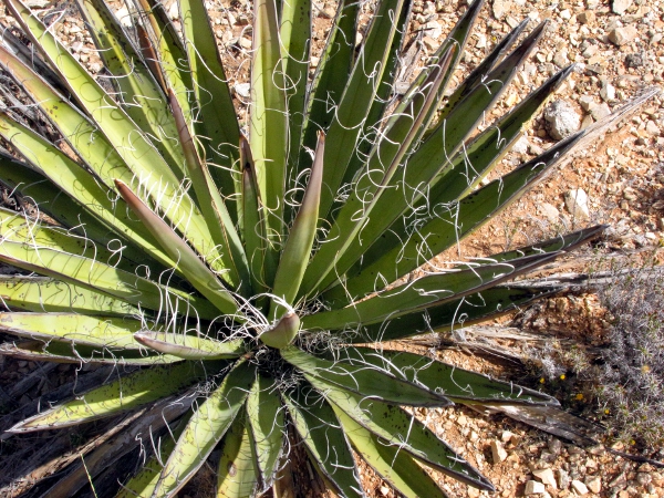 Yucca bacata2.jpg