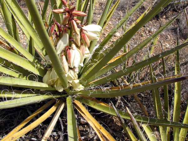 Yucca bacata flower.jpg