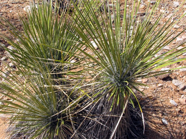 Soap Tree Yucca1.jpg