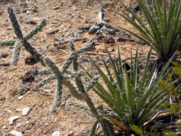 Cholla and Banana Yucca.jpg