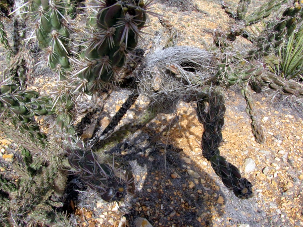 Cholla and Bird Nest.jpg