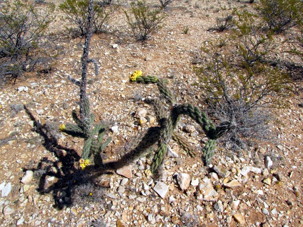 Cholla with fruit.jpg