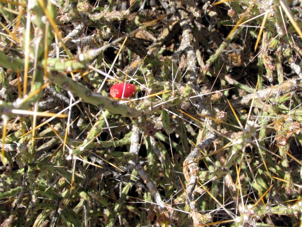 Pencil Cholla Fruit.jpg