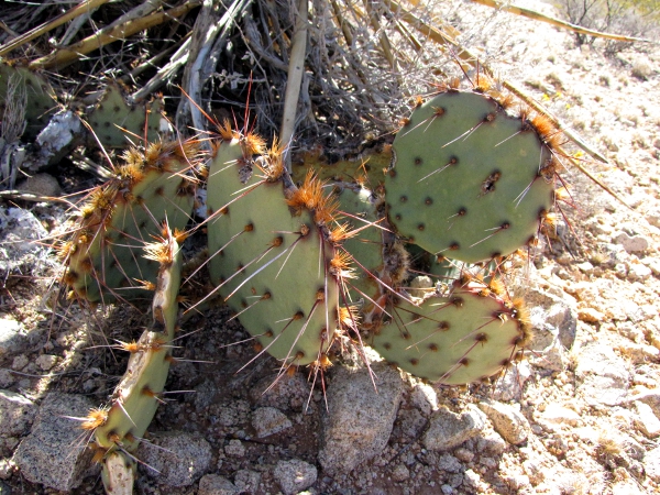 Opuntia4.jpg