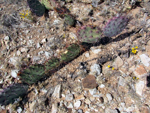 Opuntia8.jpg