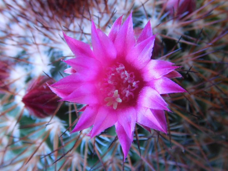 mammillaria spinosissima