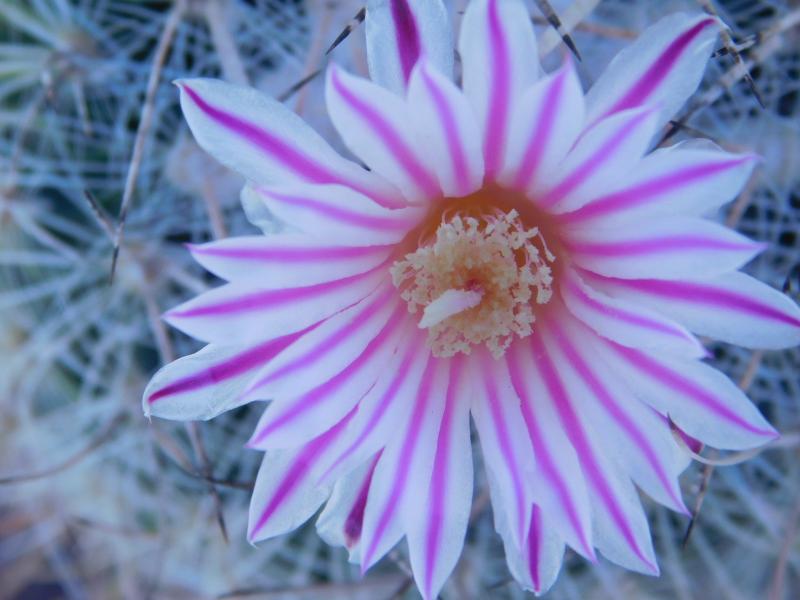 stenocactus obvolatus