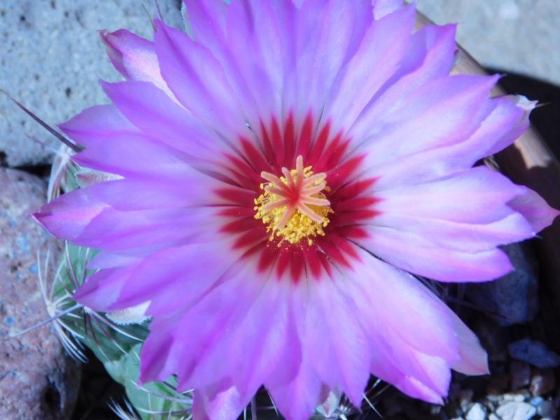 thelocactus bicolor