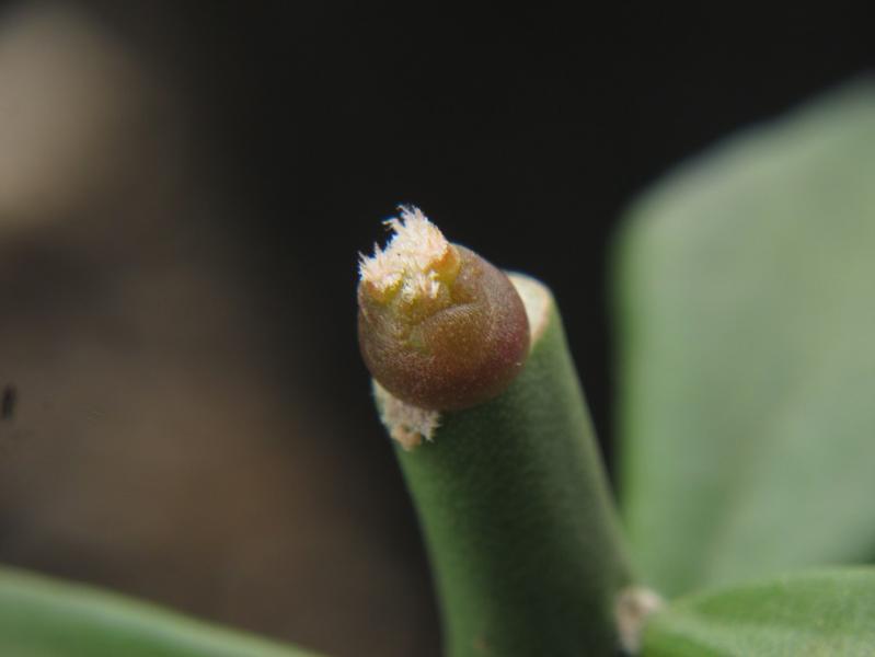 Escobaria abdita embryo graft