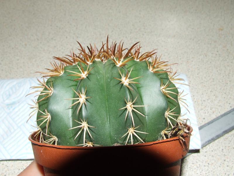 new cacti 002.JPG