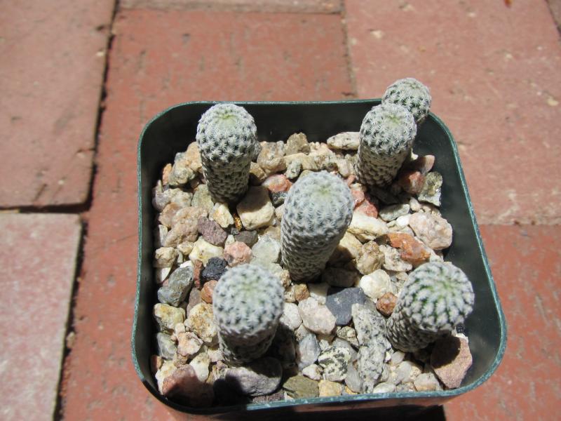 Mammillaria pectinifera