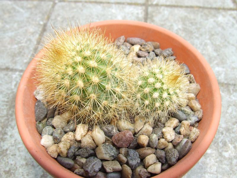 cactus 002.JPG