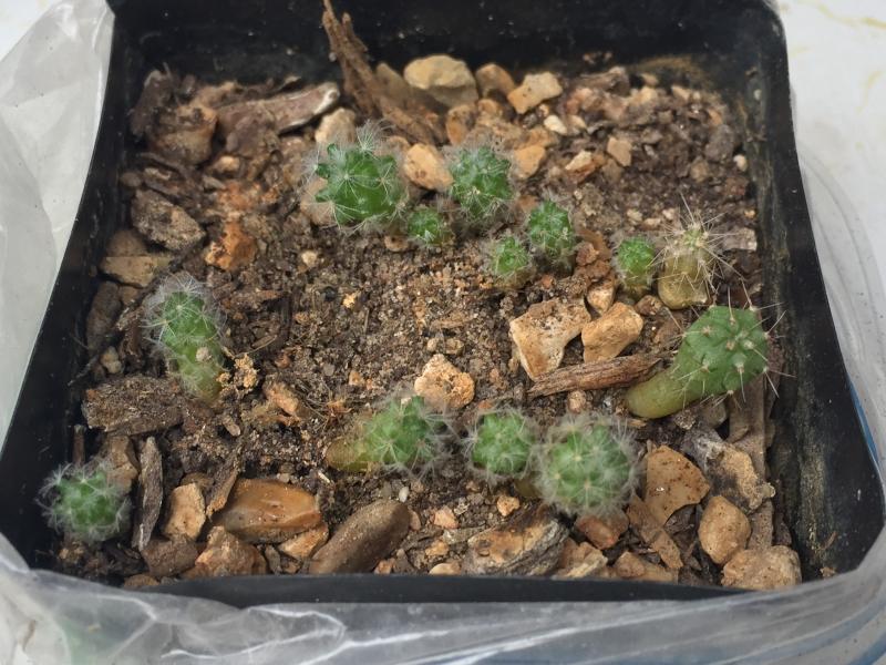 mamm plumosa sown 2015 and a G. baldianum creeping in