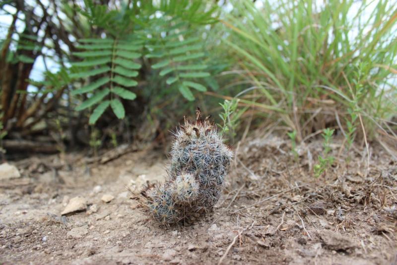 Coryphantha pottsiana