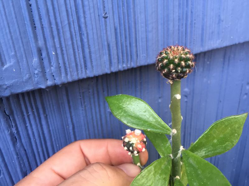 sept 7th showing some growth- one of the sulcorebutia scions failed :(