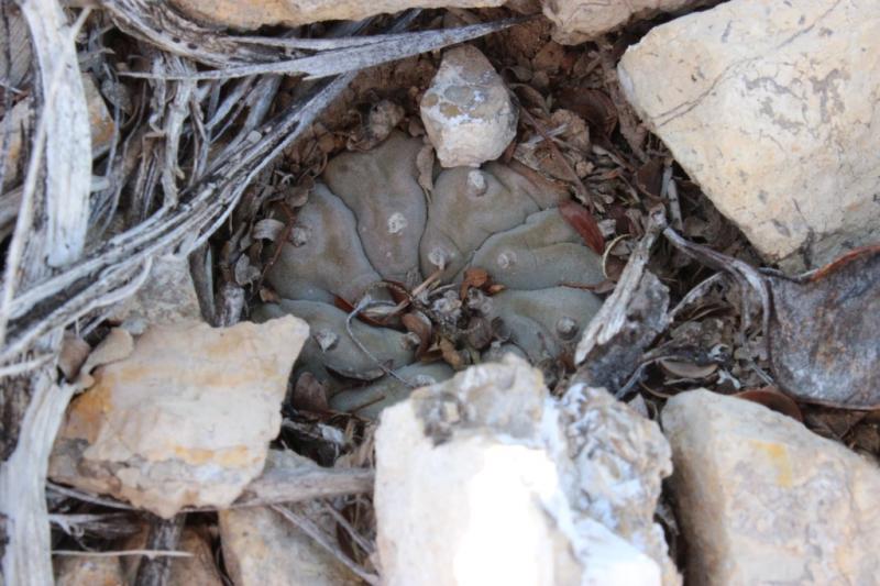 Lophophora williamsii