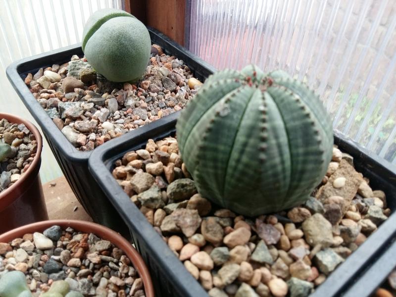 Euphorbia obesa which is starting to make some flower buds.