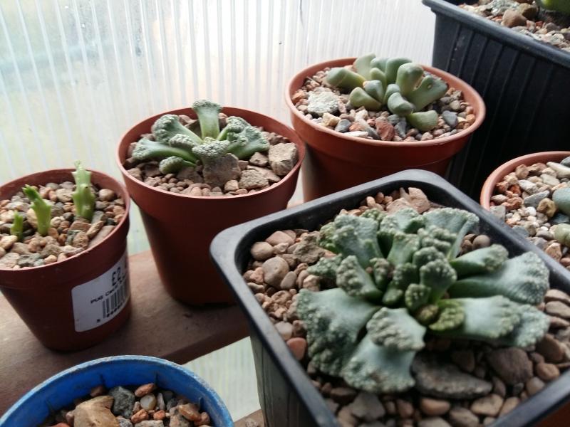 Titanopsis calcarea 1 and 2