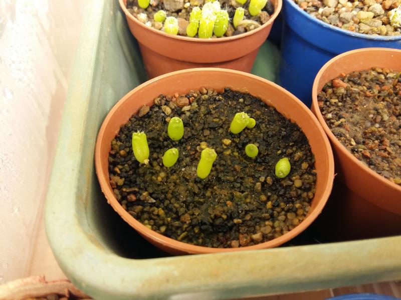 Mixed lophophora  (diffusa, jourdiniana and williamsii )