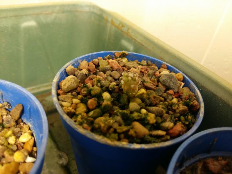 Copiapoa hypogea