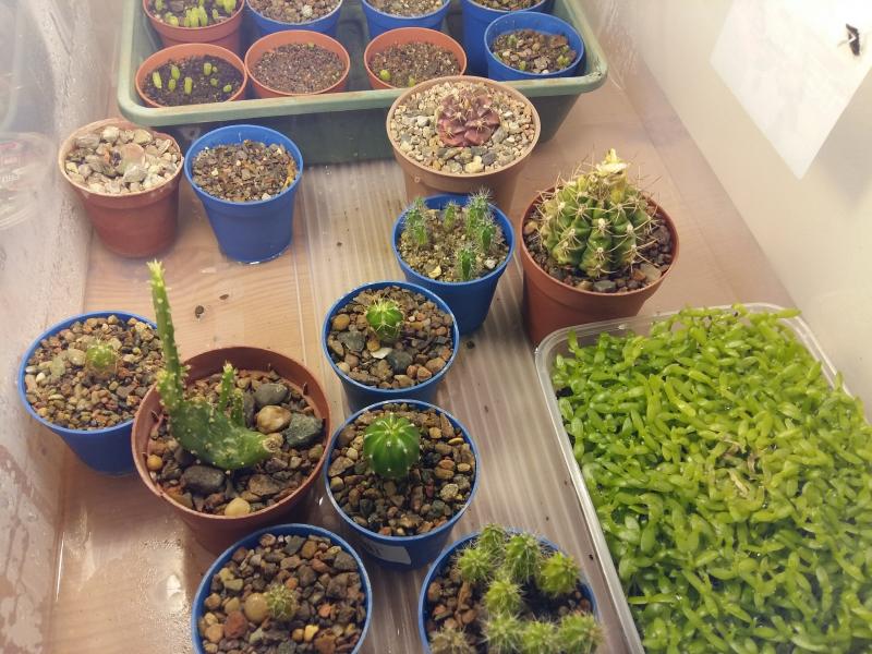Assorted seedlings, cutting and my gymnocalycium damsii and rotundulum which I nearly killed with the cold last year. The green mat of seedlings are hylocereus undatus.