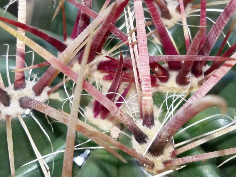 Ferocactus pilosus lots of new spines