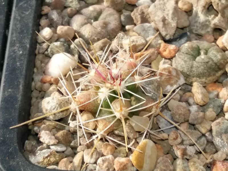 Unknown seedling 1 probably a thelocatus with new tubercles and spines. I sun burnt these last year but they have survived.