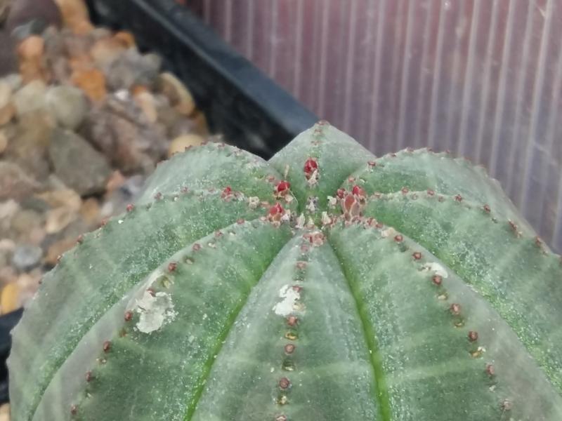 Flower buds on euphorbia obesa