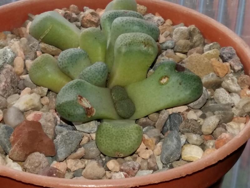 Aloinopsis shooneesii  with new leaves