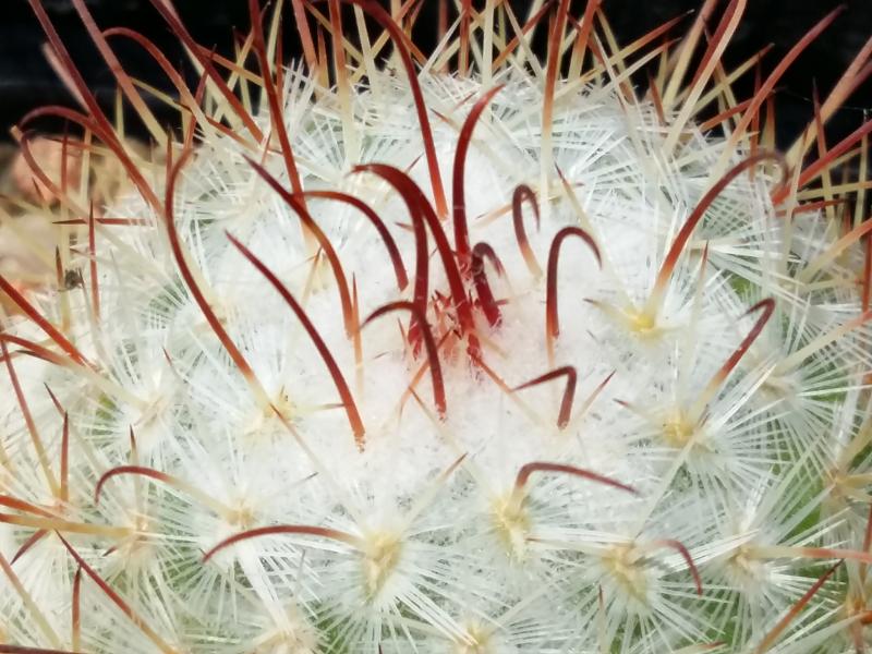 Loads of new spines on a mammillaria bombycina
