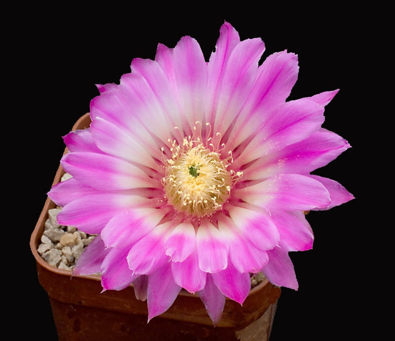 Echinocereus-reichenbachii-black.jpg