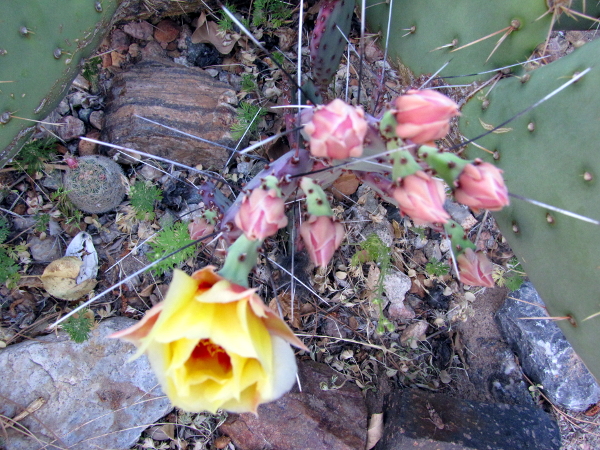 Opuntia azurea1.JPG