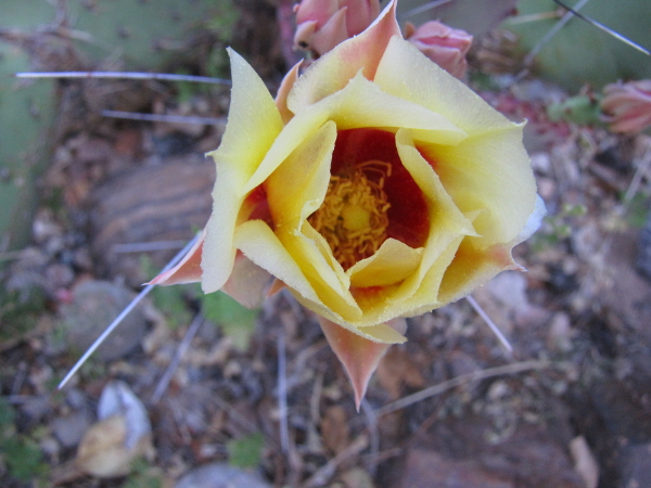 Opuntia azurea2.JPG