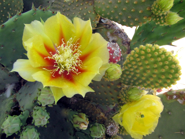 O_microdasys and unknown Opuntia.JPG