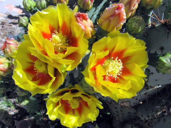 Opuntia violacea7.JPG