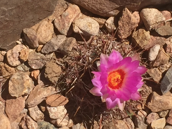 Thelocactus bicolor 2017-3.JPG