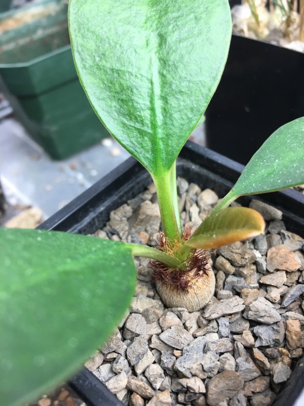 Euphorbia sp. nova Ramenae, slow but steady