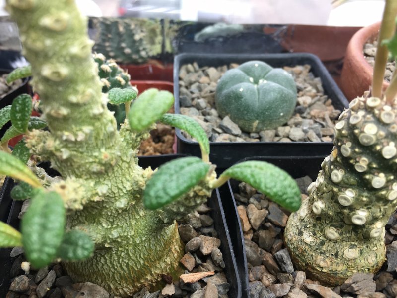 Dorstenia gigas (left) and D. horwoodii (right), fattening up nicely!
