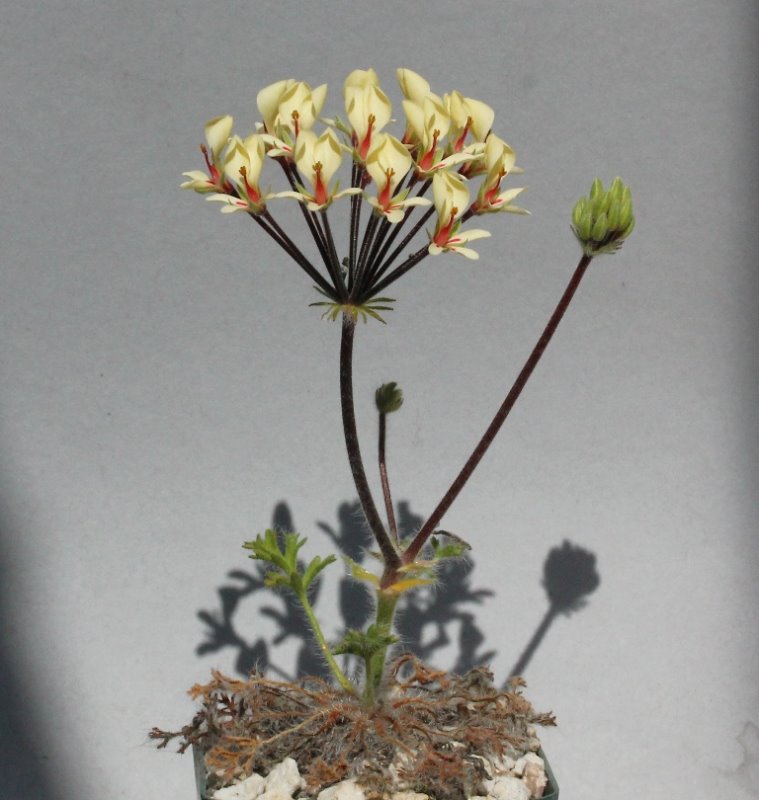 pelargonium caroli-henrici.JPG