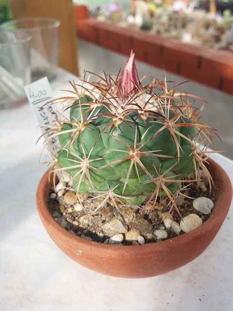 Coryphantha asterias.jpg