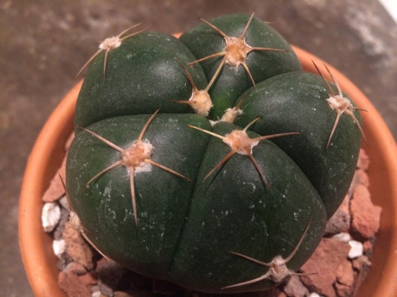 cacti1.jpg