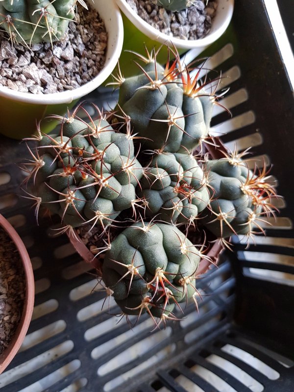 And of course a cactus photo: natural light hitting G. Pflanzii