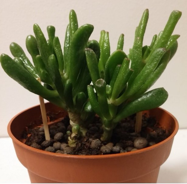 crassula1.jpg