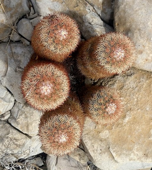 Echinocereus dasyacanthus